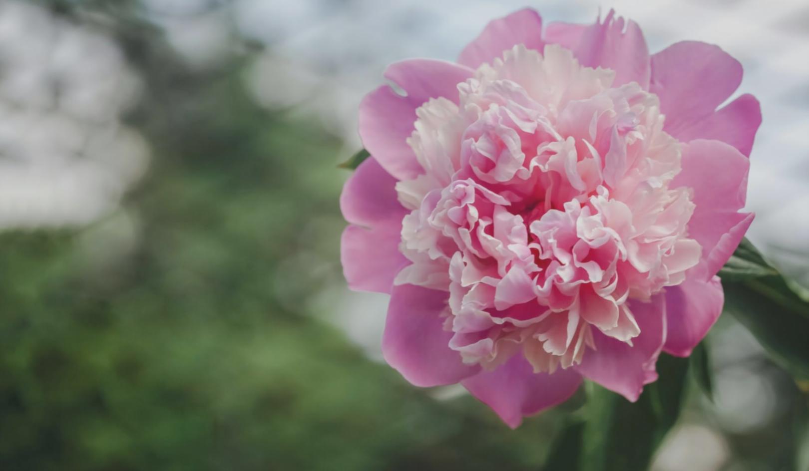 Fresh flowers sourced from regional supplier